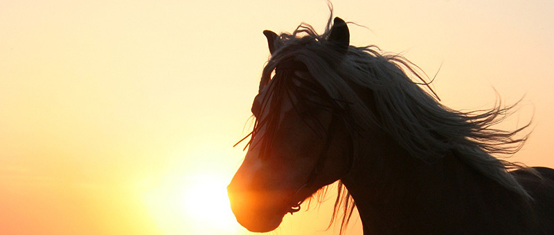Amazone